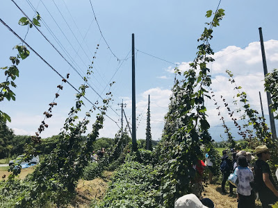 ホップ収穫体験してみた ~再訪・うちゅうブルーイング編　ホップ畑