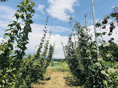 ホップ収穫体験してみた ~再訪・うちゅうブルーイング編　ホップ畑