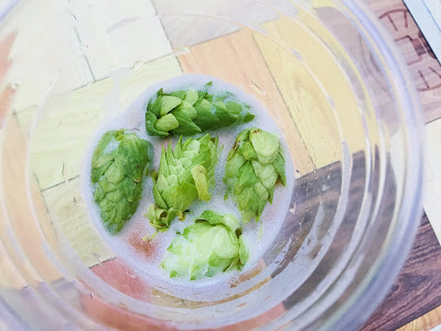 ホップ収穫体験してみた ~再訪・宇宙ブルーイング編~ その③ 採れたてホップ